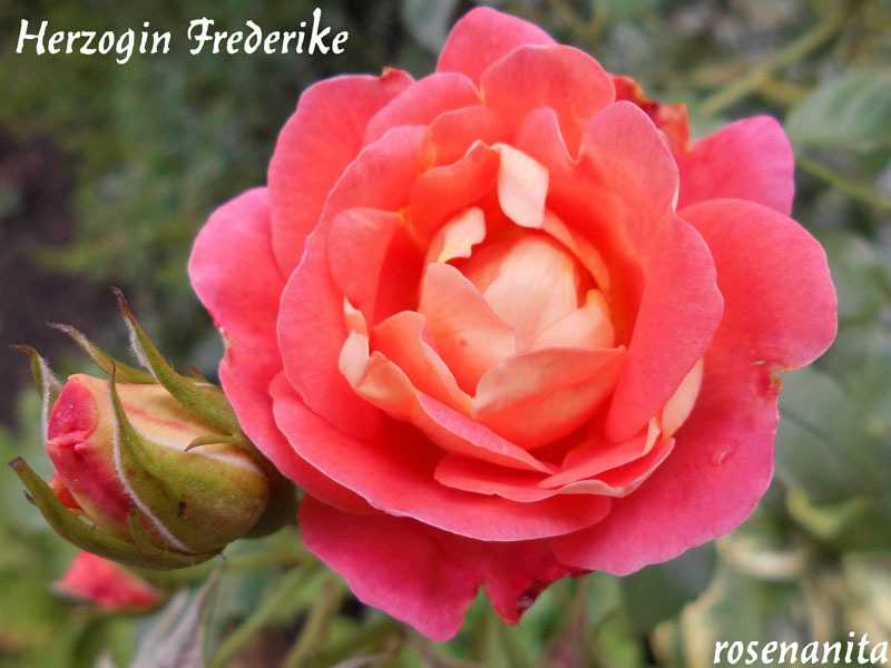 'Herzogin Frederike' rose photo