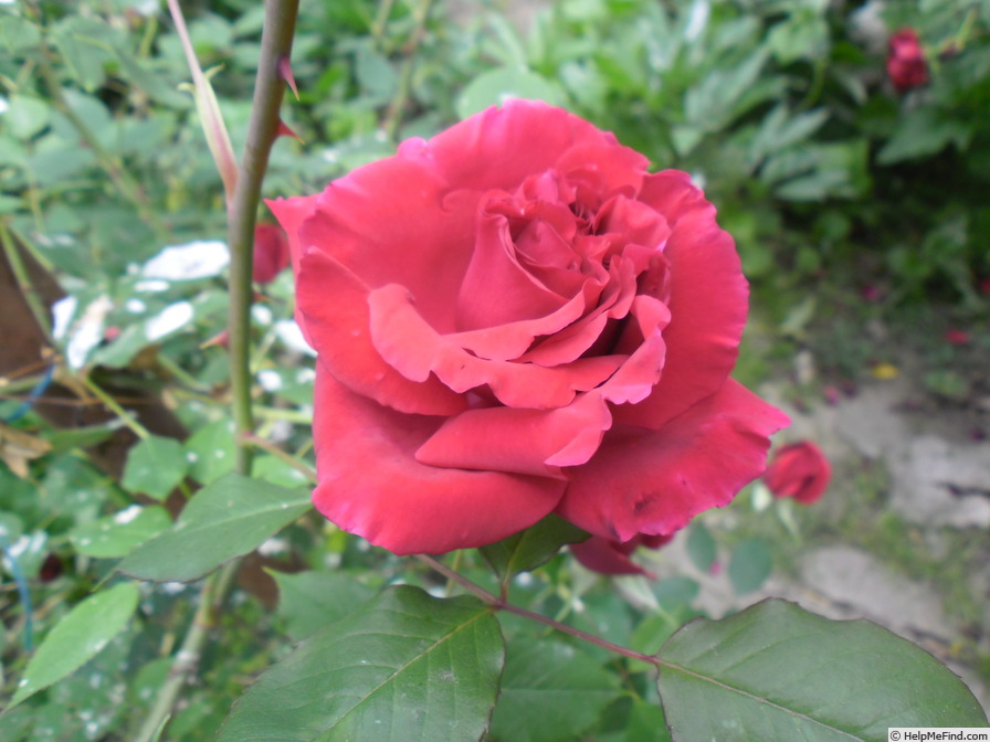 'Souvenir de Claudius Denoyel' rose photo