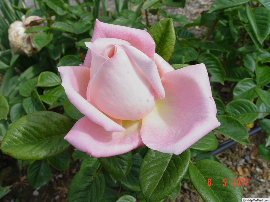 'Myriam ® (hybrid tea, Cocker, 1990)' rose photo