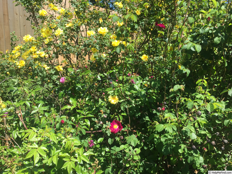 'La Belle Sultane' rose photo