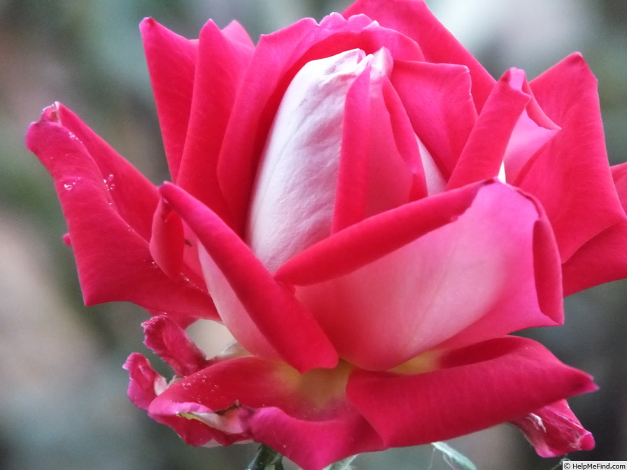 'Love (grandiflora, Warriner, 1977)' rose photo