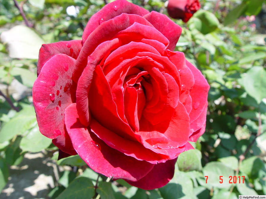 'Oklahoma (Hybrid Tea, Swim & Weeks, 1963)' rose, click to enlarge 'Oklahoma (Hybrid Tea, Swim & Weeks, 1963)' rose photo