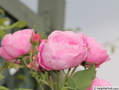 'Maréchal du Palais' rose photo