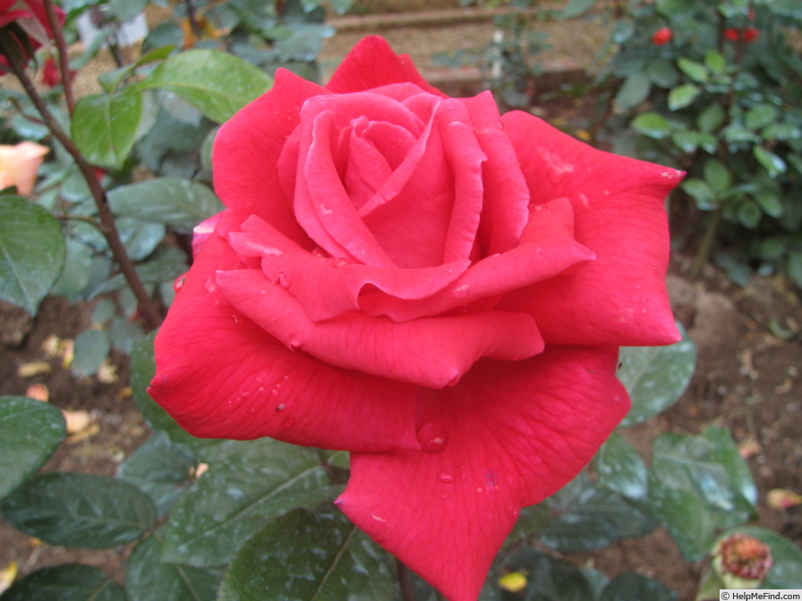 'Aïda (hybrid tea, Mansuino, 1956)' rose photo