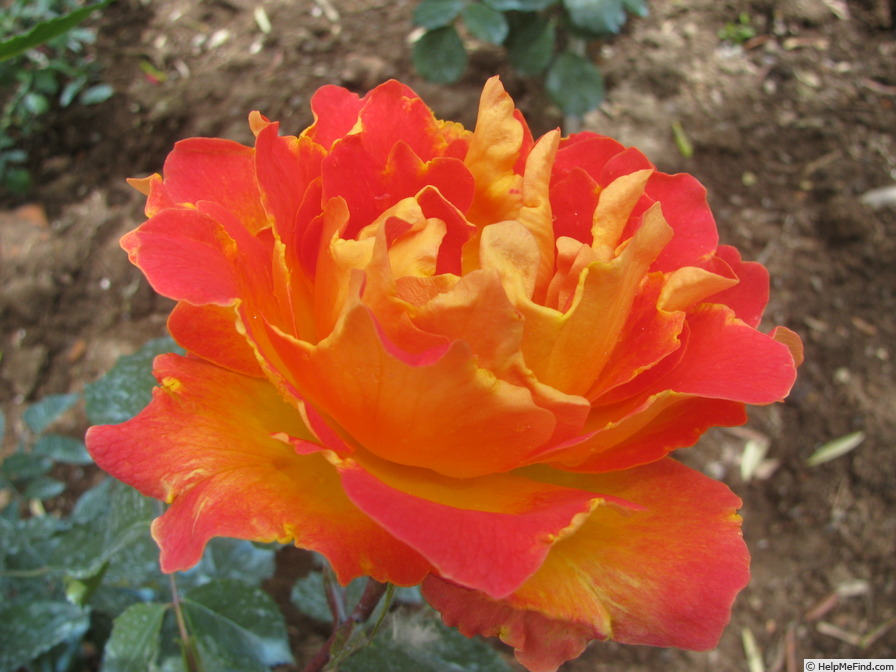'Papilio' rose photo