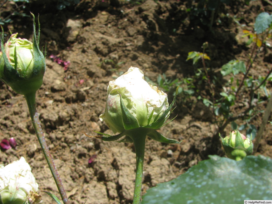 'Königin Luise' rose photo