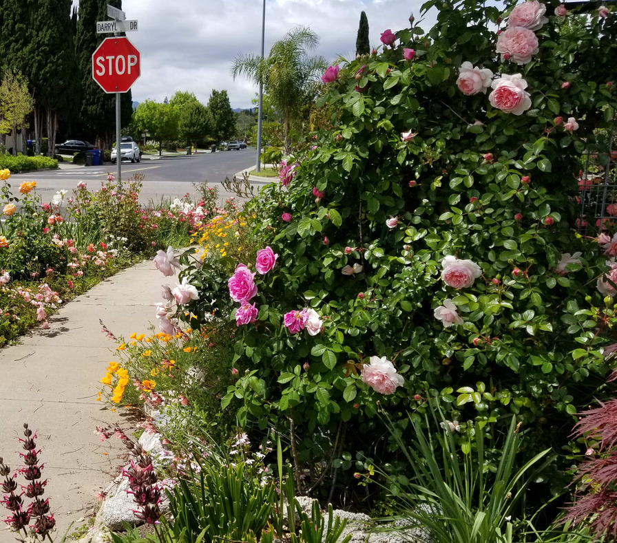 'Springfield Drive Rose Garden'  photo