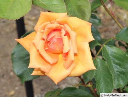 'Apricot Silk' rose photo