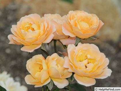 'Granny's Favourite' rose photo