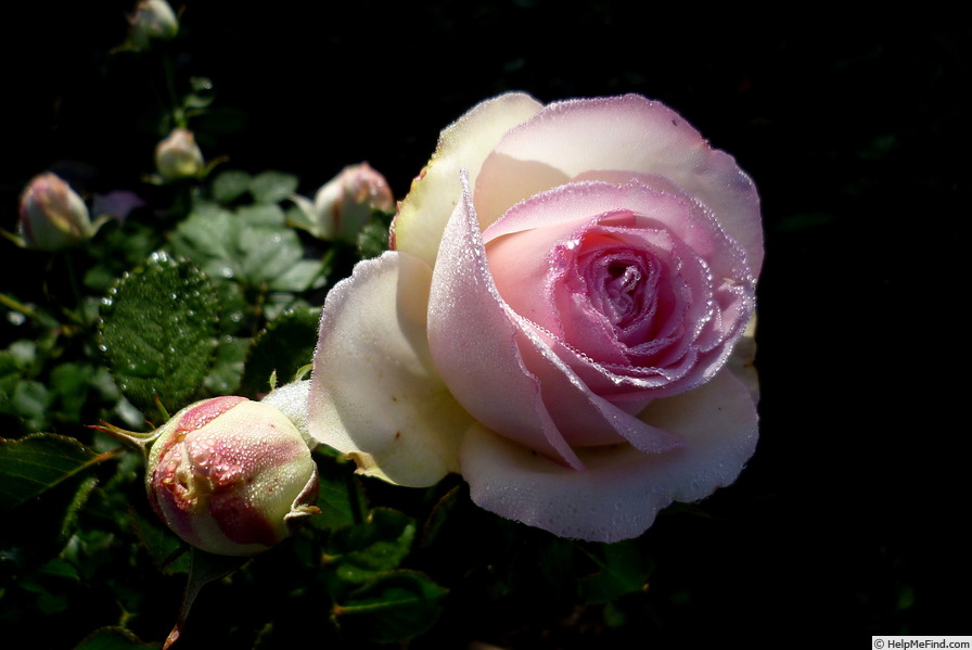 'Pierre de Ronsard ®' rose photo