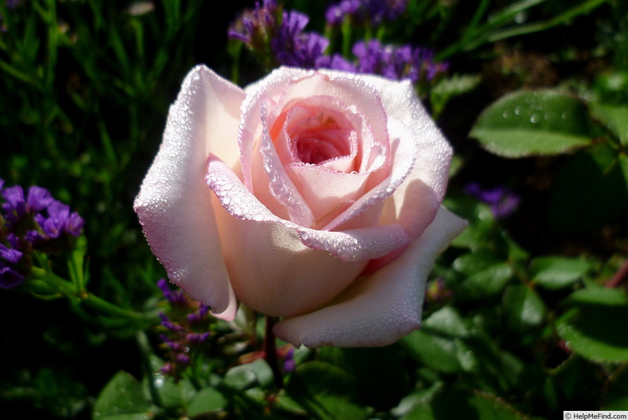 'Souvenir de Baden-Baden ®' rose photo