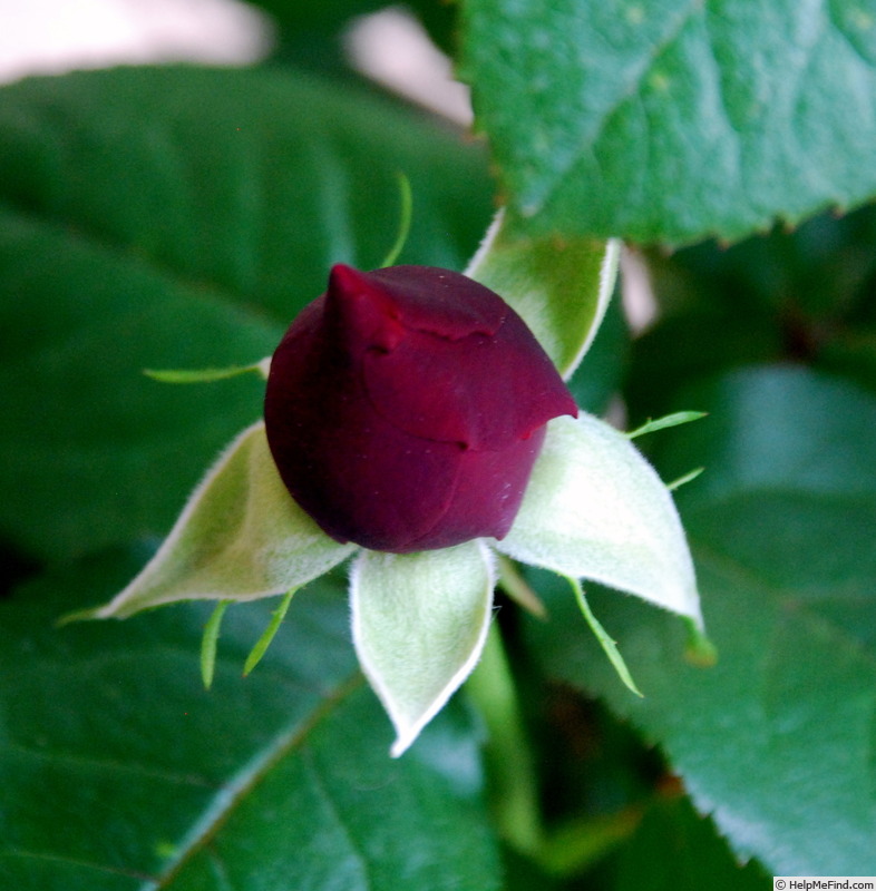 'Charlotte Rampling ®' rose photo