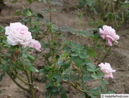 'Viola (hybrid tea, Gaujard, 1955)' rose photo