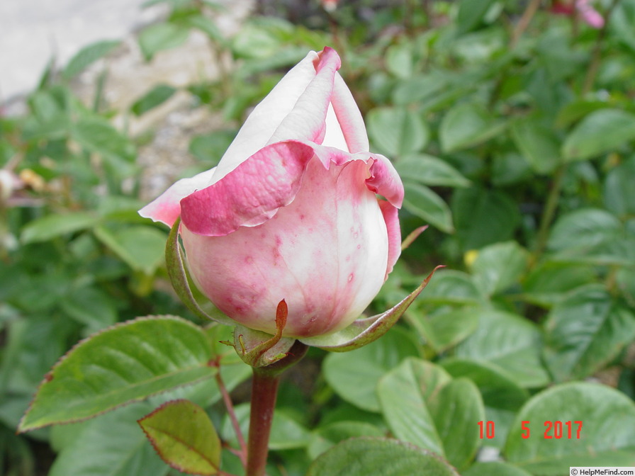 'Myriam ® (hybrid tea, Cocker, 1990)' rose photo