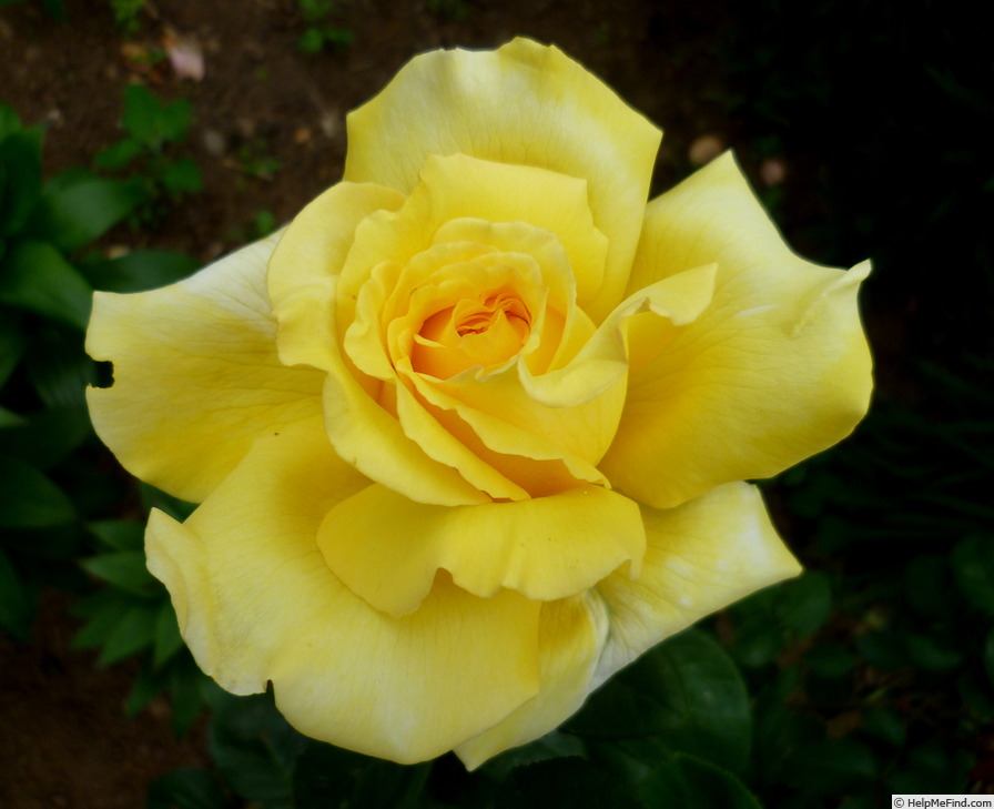 'Gina Lollobrigida ®' rose photo