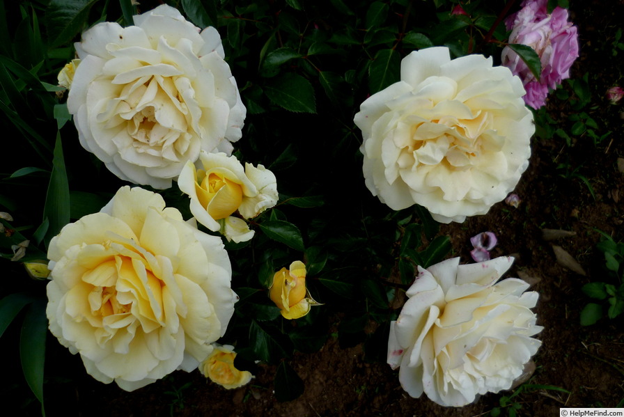 'Winter Sun ® (hybrid tea, Kordes 2001)' rose photo