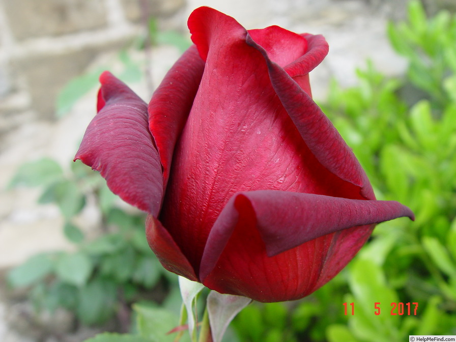 'Papa Meilland ® (Hybrid Tea, Meilland, 1963)' rose photo