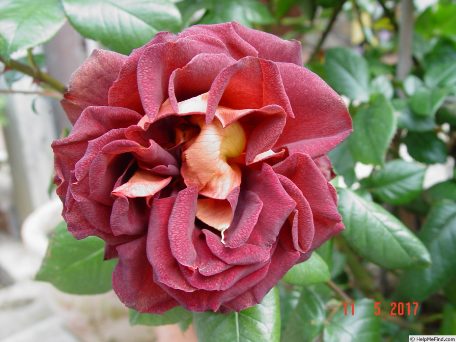 'Black Gold (hybrid tea, Meilland before 2008)' rose photo