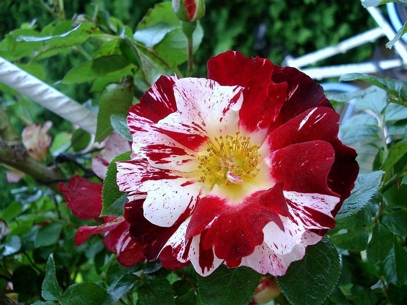 'Hanabi' rose photo