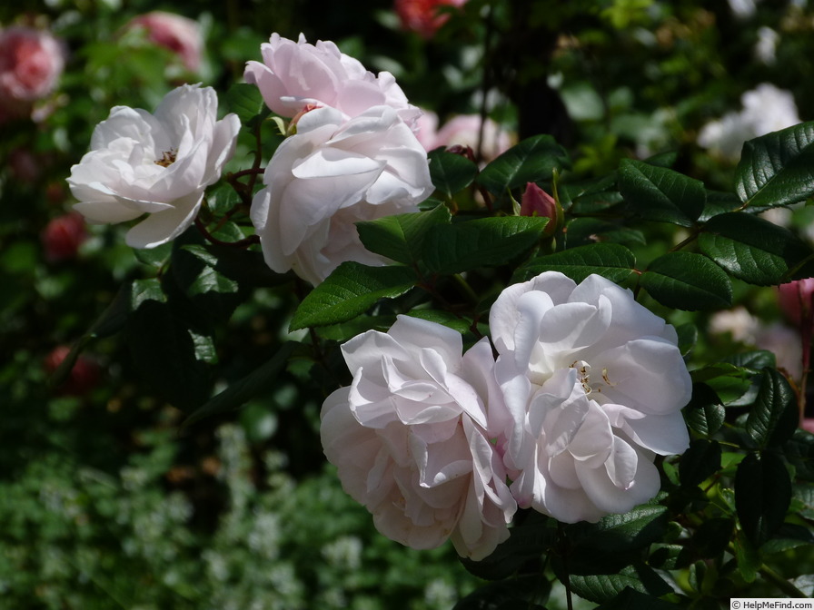 'The Lady of the Lake (rambler, Austin, 2014)' rose photo