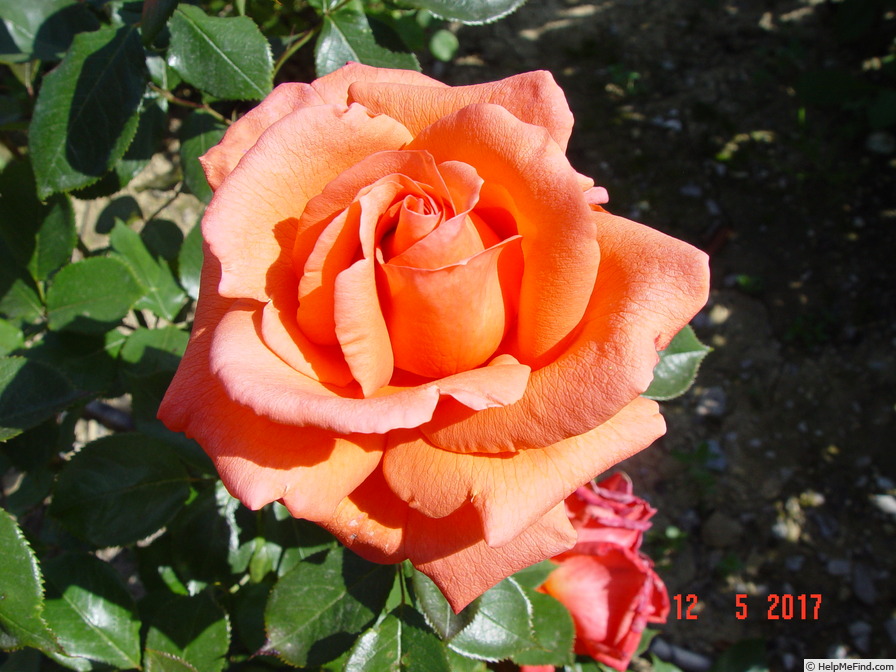 'Anne Vanderlove ®' rose photo