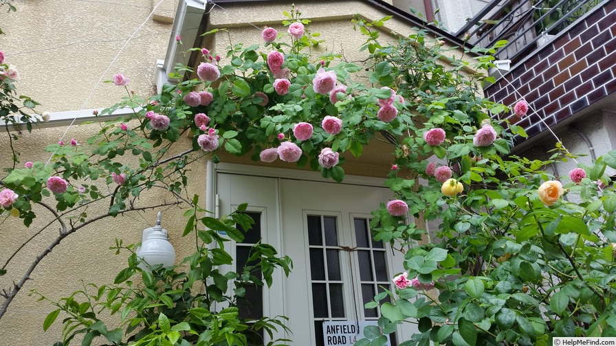 'Mayor of Casterbridge' rose photo