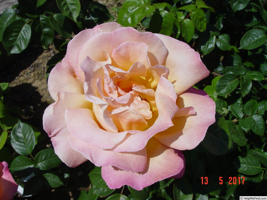 'Chicago Peace' rose photo