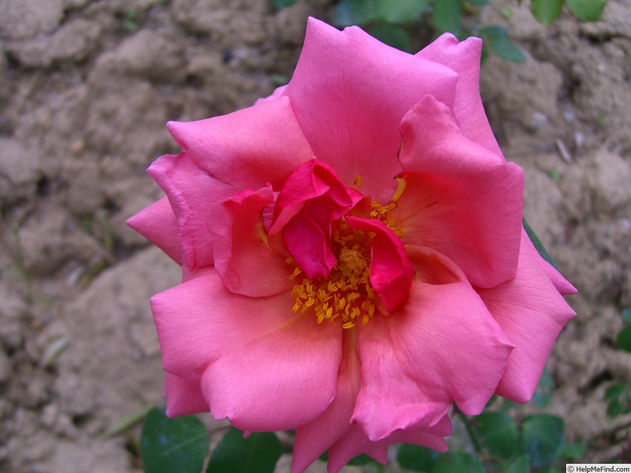 'Perle von Remagen' rose photo