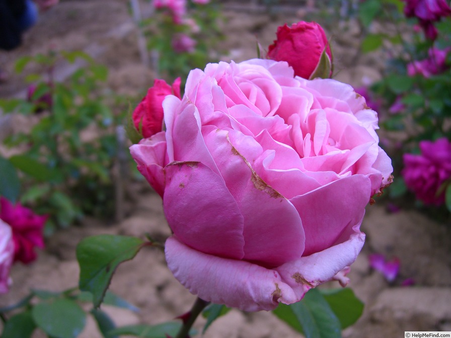 'Lady Alice Stanley' rose photo