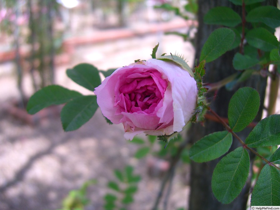 'R. roxburghii plena' rose photo