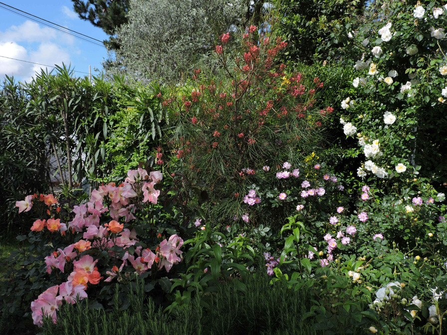 'Nathalie's garden'  photo
