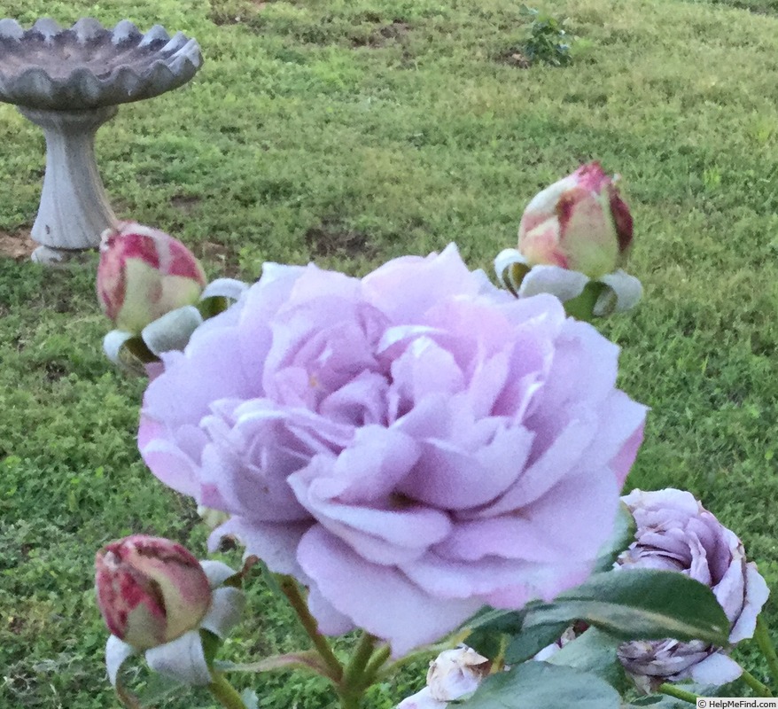 'Poseidon (floribunda, Kordes, 2004)' rose photo