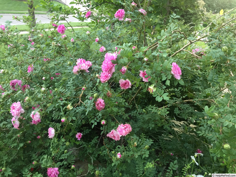 'Chestnut Rose' rose photo