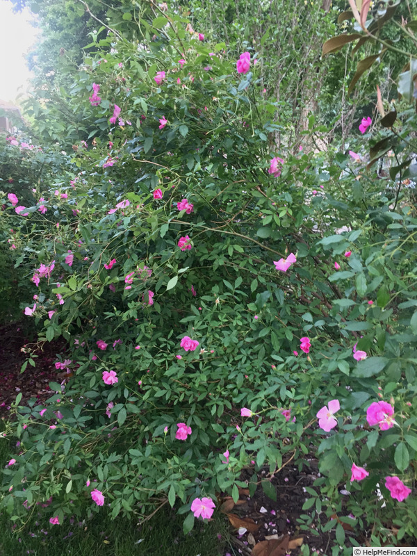 'Swamp Rose' rose photo