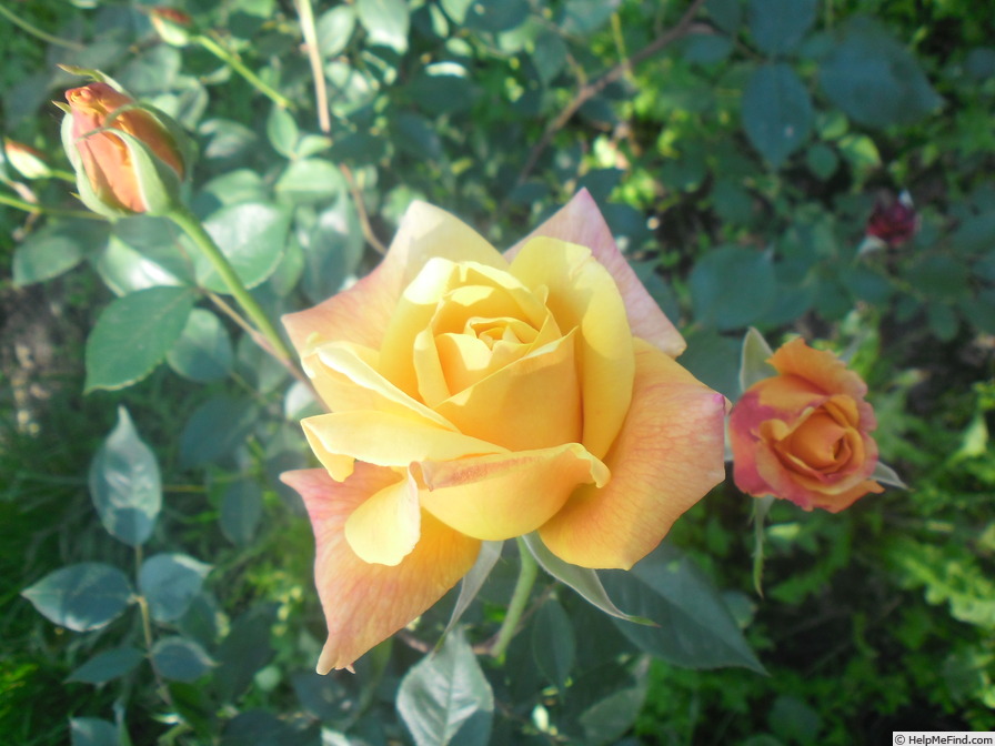'Sutter's Gold, Cl.' rose photo