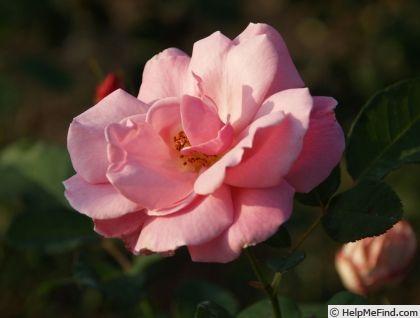 'Pink Bountiful' rose photo