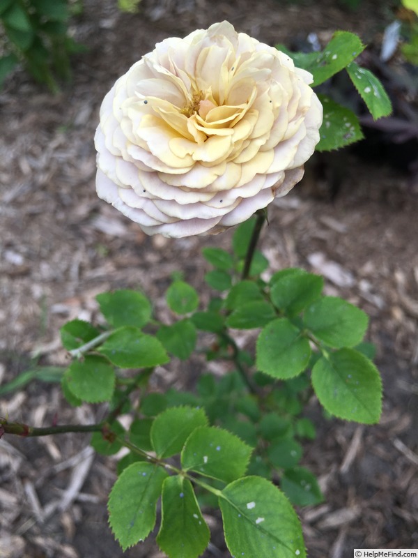 'Little Grey Pearl' rose photo