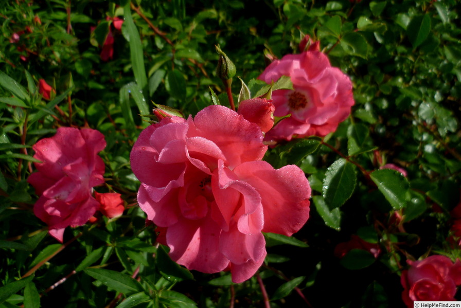 'UNICEF-Rose ®' rose photo