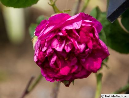 'Marcel Bourgouin' rose photo