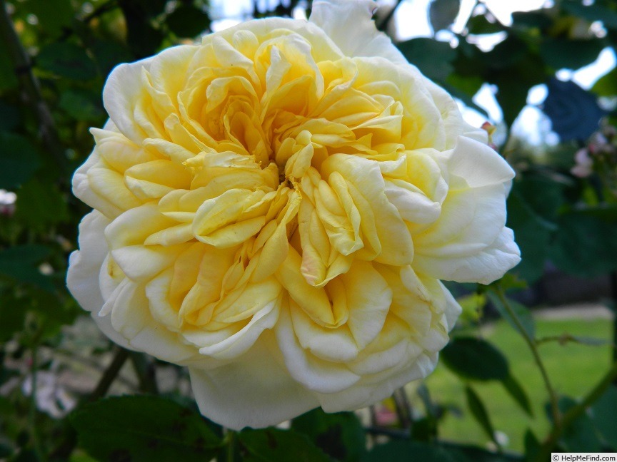 'Yellow Alchymist' rose photo
