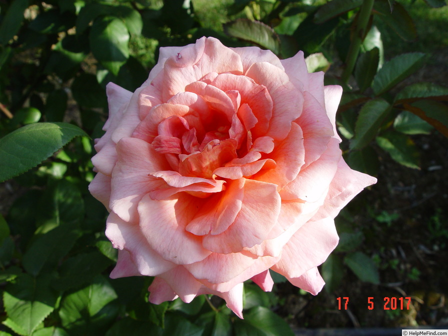 'Budateteni' rose photo