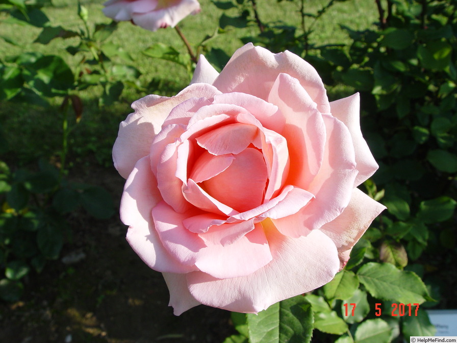 'Tiffany (hybrid tea, Lindquist, 1953)' rose photo