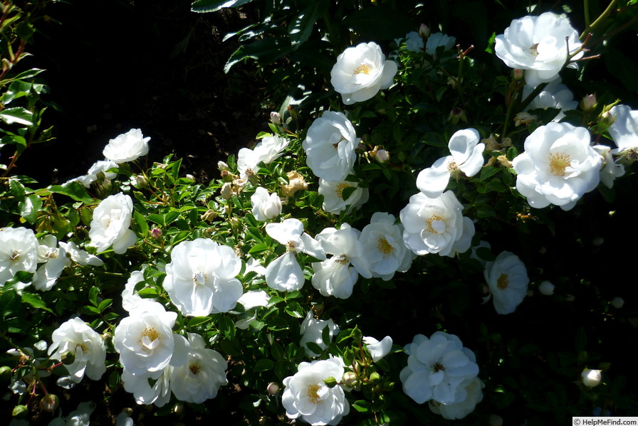 'Innocencia Vigorosa ™' rose photo