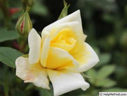 'Fiesta Gold' rose photo