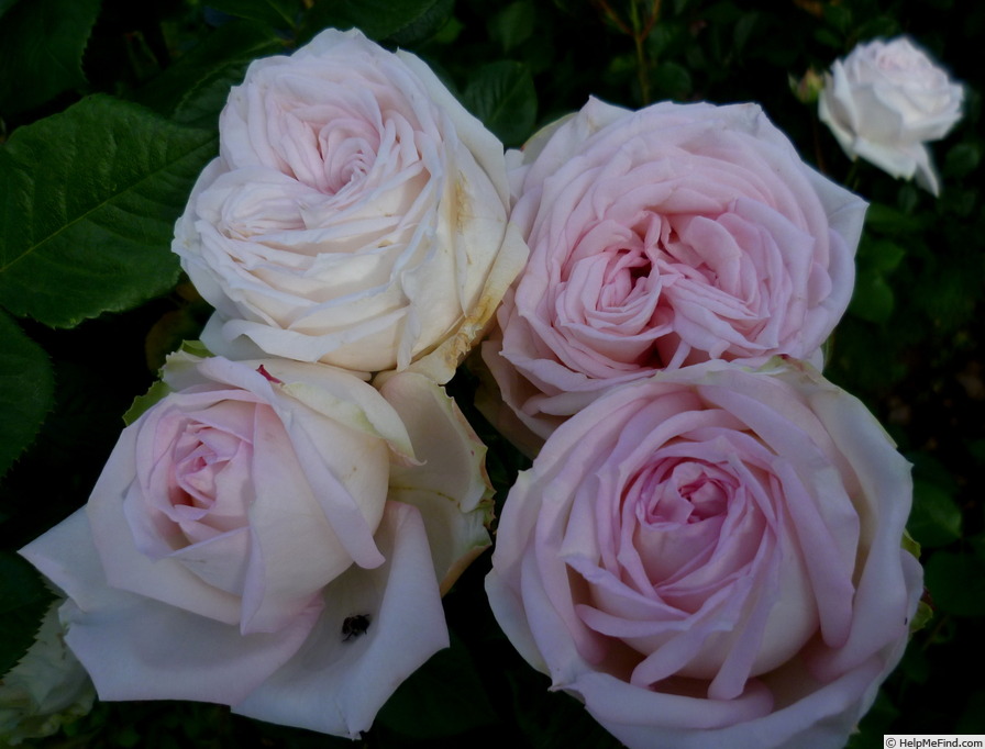 'Madame Anisette ®' rose photo