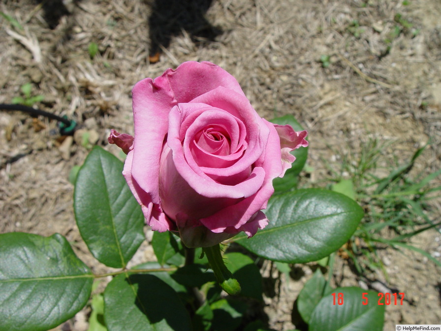 'Aqua! ®' rose photo