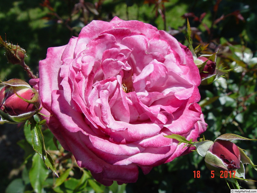 'Blue River ® (hybrid tea, Kordes, 1984)' rose photo
