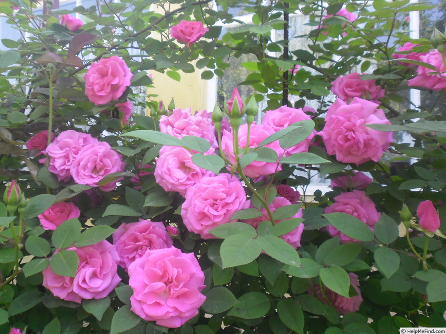 'Zéphirine Drouhin (bourbon, Bizot 1868)' rose photo