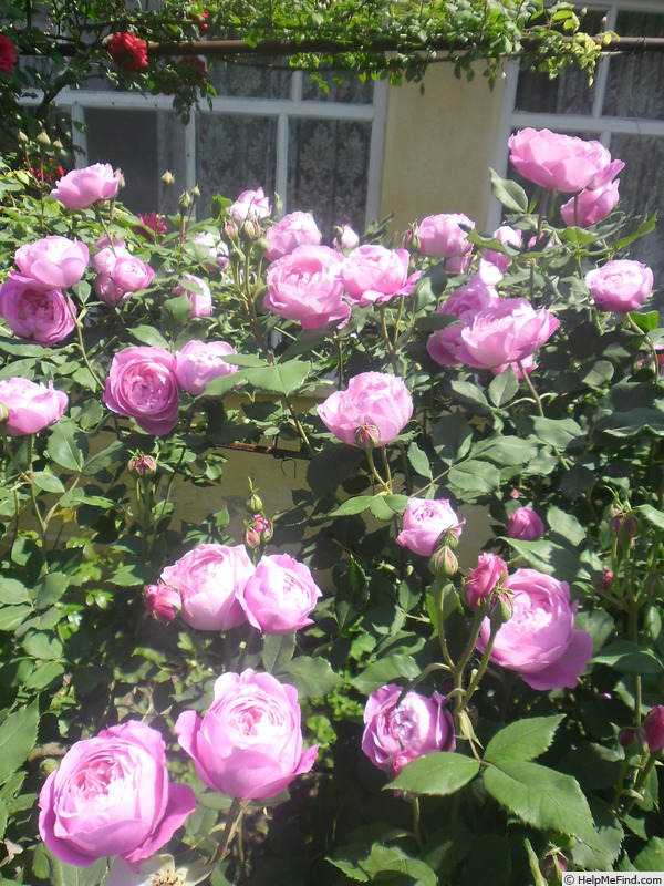 'Reine Victoria (bourbon, Schwartz, 1872)' rose photo