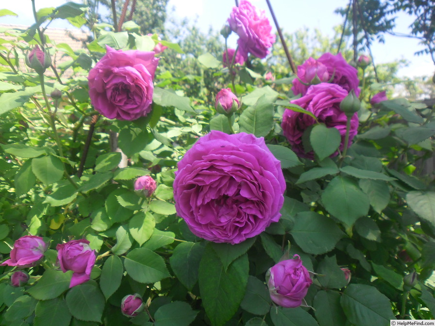 'Velouté d'Orléans (bourbon, Dauvesse, 1862)' rose photo